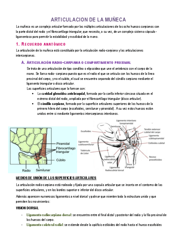 Miniatura del documento Tema 10. Articulaciones de la muñeca y la mano.pdf