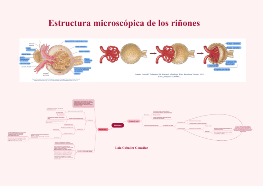 Miniatura del documento Esquema-estructura-nefrona-aparato-urinario.pdf