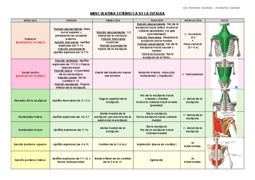 Miniatura del documento Tabla-musculos-Espalda.pdf