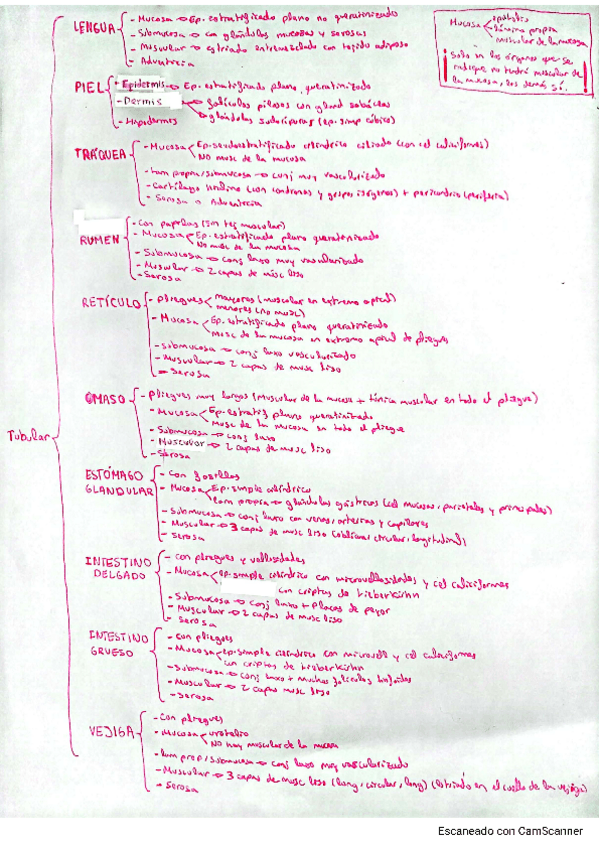 Miniatura del documento Esquema-organos-para-el-examen-practico.pdf