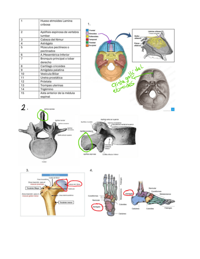 Miniatura del documento Repaso-ejercicos-Anatomia.PDF