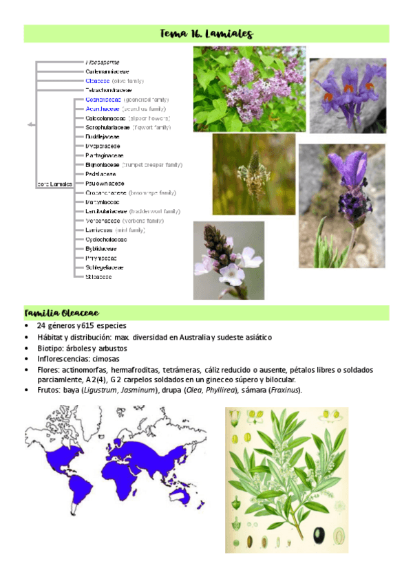 Miniatura del documento Tema-16.-Lamiales.pdf