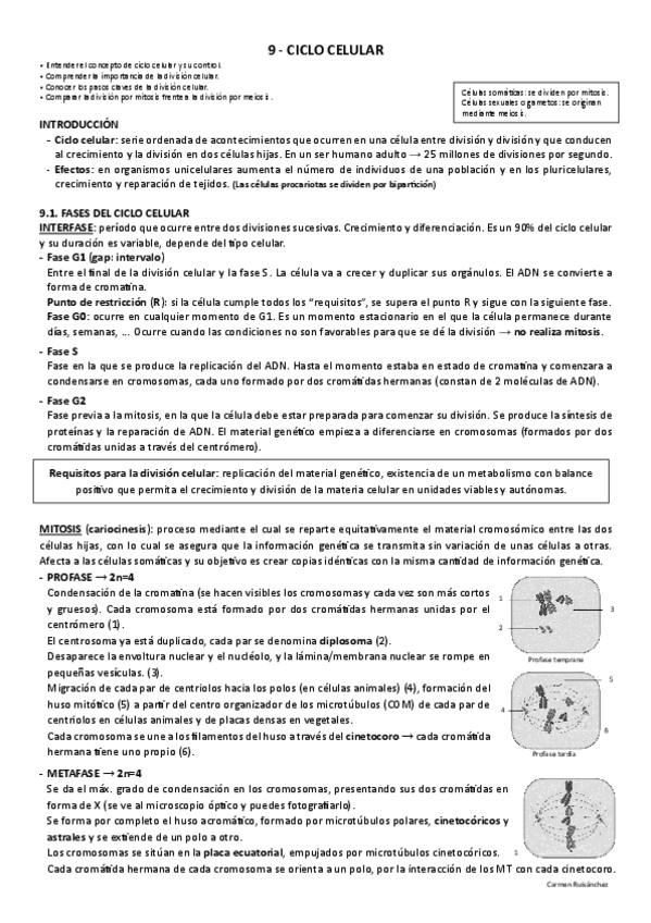 Miniatura del documento 9-El-ciclo-celular.pdf