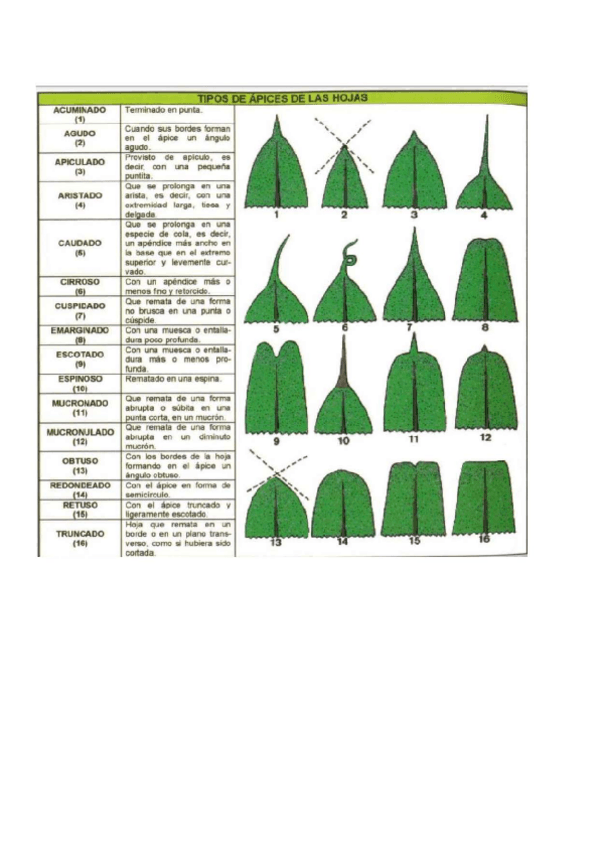 Miniatura del documento Hojas-permitidas-para-el-examen-practico-OBC.pdf