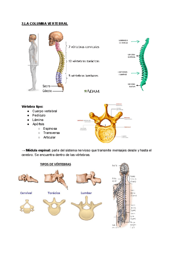Miniatura del documento La-columna-vertebral.pdf