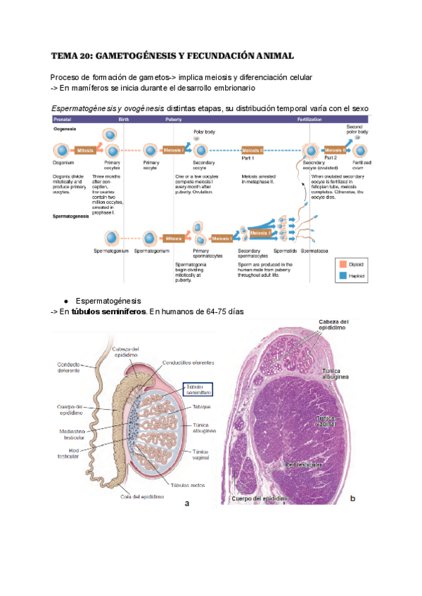 Miniatura del documento TEMA-20-GAMETOGENESIS-Y-FECUNDACION-ANIMAL.pdf
