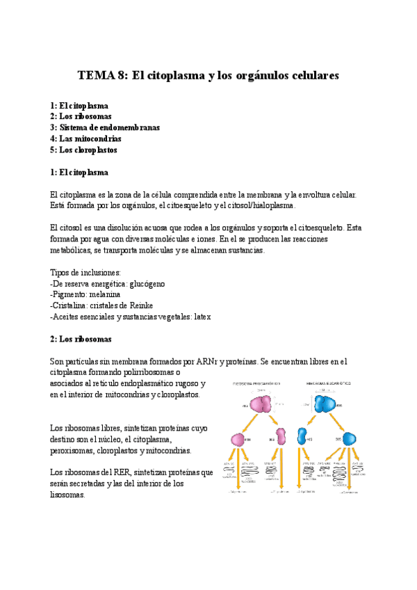 Miniatura del documento TEMA-8-El-citoplasma-y-los-organulos-celulares.pdf