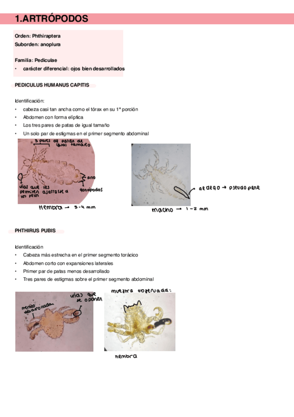 Miniatura del documento Resumen-Practicas.pdf