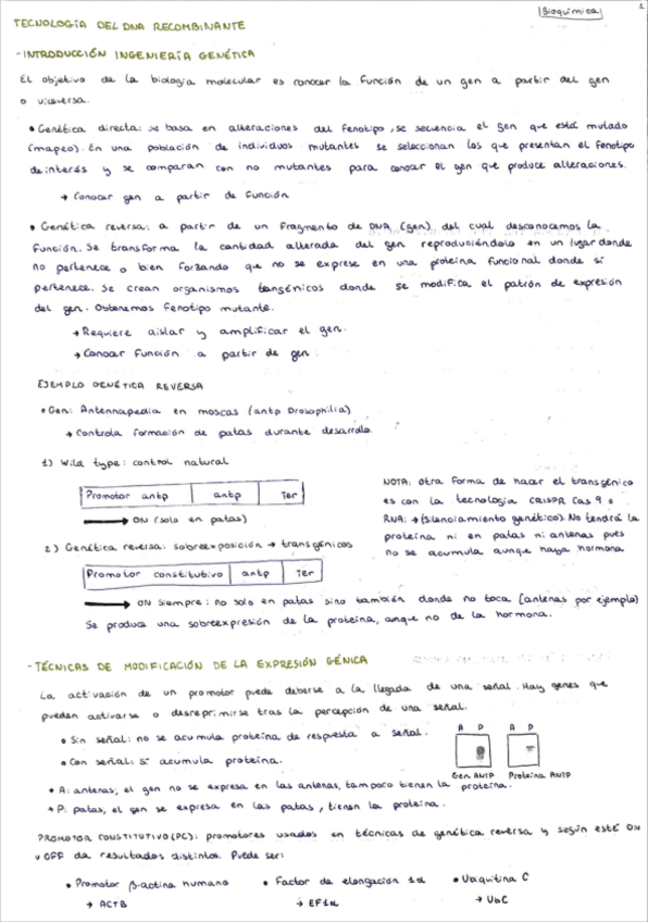 Miniatura del documento 4.1-teconologias-de-dna-recombinante.pdf