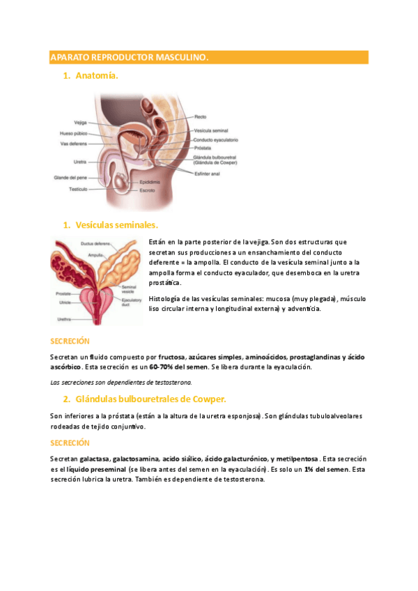 Miniatura del documento Aparato-Reproductor-Masculino.pdf