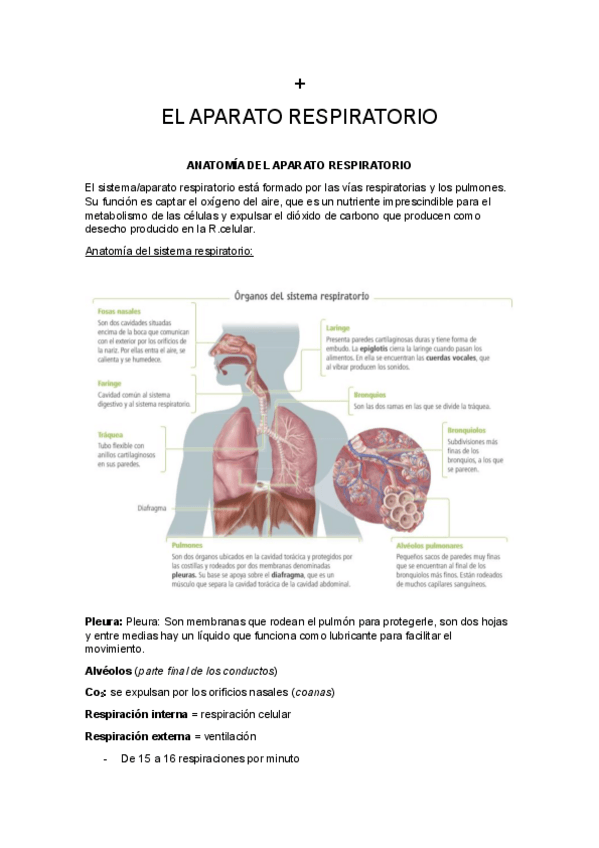 Miniatura del documento EL-APARATO-RESPIRATORIO.pdf