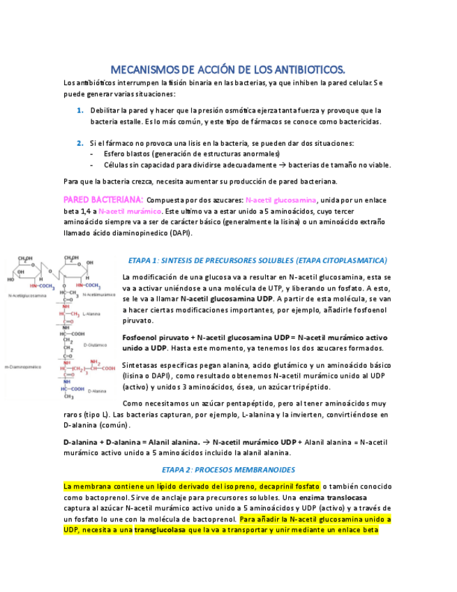 Miniatura del documento MECANISMOS-DE-ACCION-DE-LOS-ANTIBIOTICOS.pdf