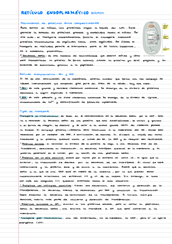 Miniatura del documento RETICULO-ENDOPLASMATICO.pdf