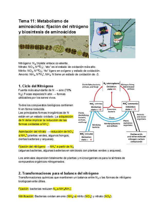 Miniatura del documento T11-Metabolismo-de-aminoacidos.-Fijacion-del-nitrogeno-y-biosintesis-de-aminoacidos.pdf