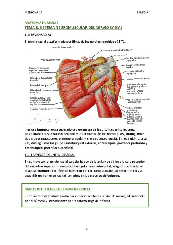 Miniatura del documento TEMA 8 - SISTEMA NEUROMUSCULAR DEL NERVIO RADIAL.pdf