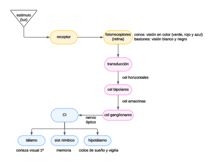 Miniatura del documento Esquema-fototransduccion.pdf