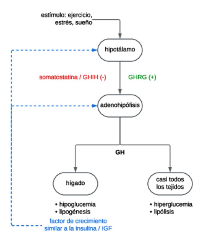 Miniatura del documento Esquema-GH.pdf