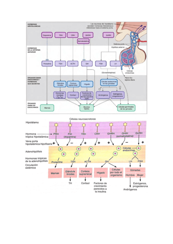 Miniatura del documento Esquema-hormonas.pdf