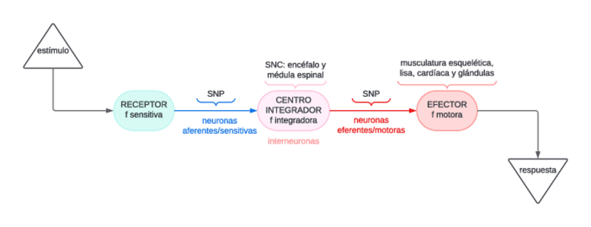 Miniatura del documento Esquema-proceso-info-SN.pdf