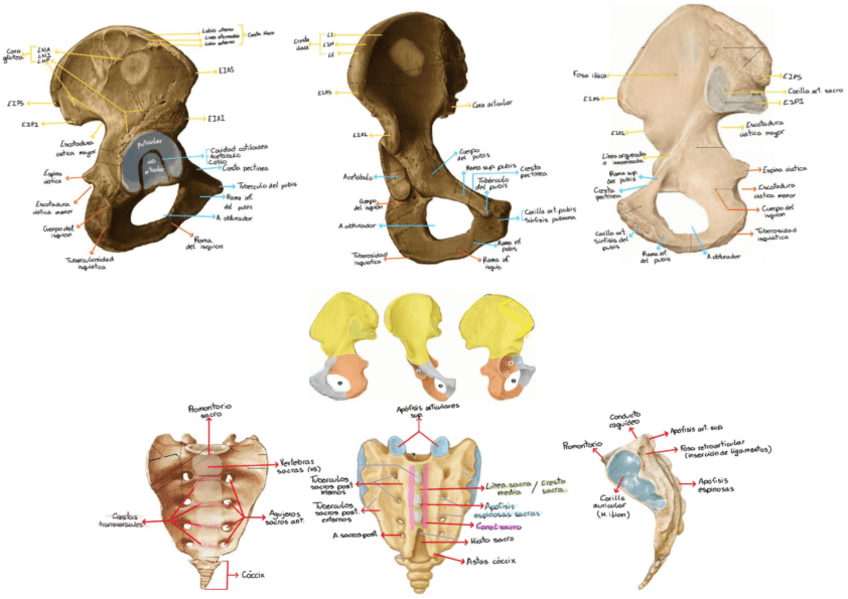Miniatura del documento cadera-y-sacro.pdf