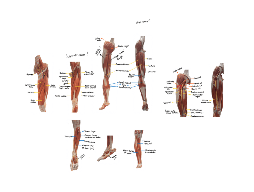Miniatura del documento MIOLOGI-INFERIOR-1.pdf