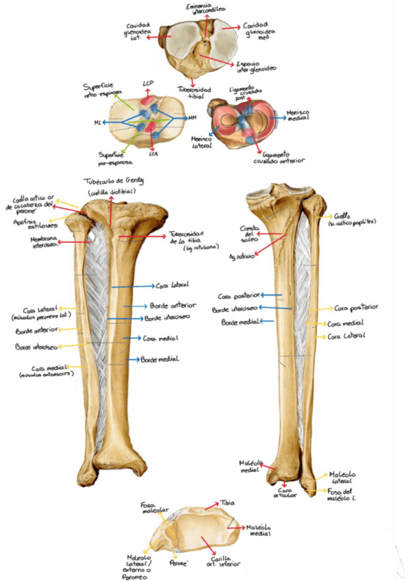 Miniatura del documento tibia-y-perone.pdf
