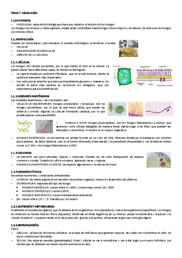 Miniatura del documento TEMA-7-MICROBIOLOGIA.pdf