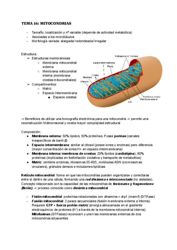 Miniatura del documento TEMA-16-MITOCONDRIAS.pdf