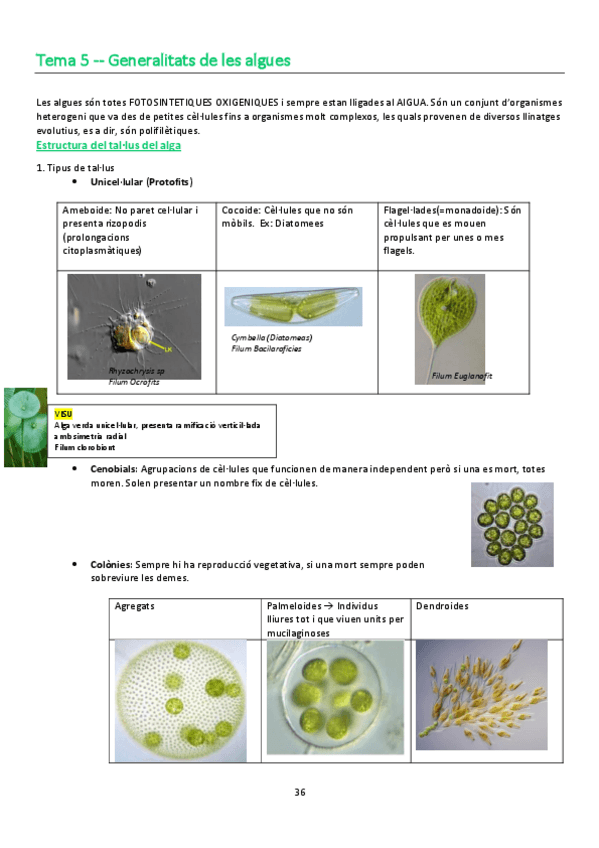 Miniatura del documento algas.pdf