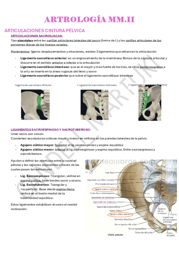 Miniatura del documento ARTICULACIONES-miembro-inferior.pdf