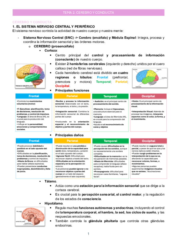 Miniatura del documento Tema 2_Cerebro y conducta_Psicología de la salud.pdf