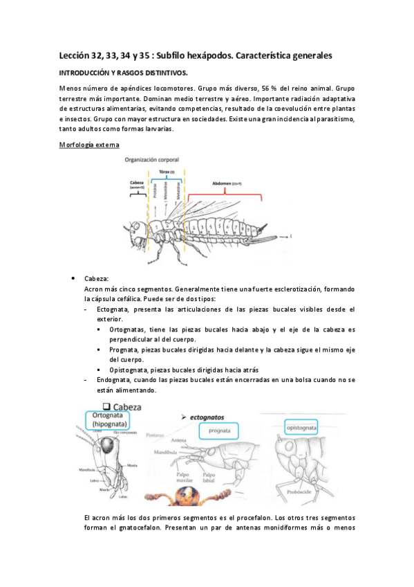 Miniatura del documento Leccion-32-33-34-y-35-1o-cuatri.pdf
