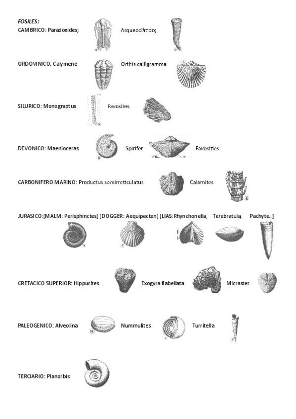 Miniatura del documento FOSILES.pdf