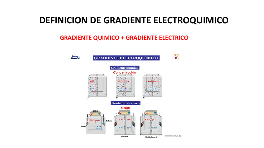 Miniatura del documento GRADIENTE-ELECTROQUIMICO.pdf