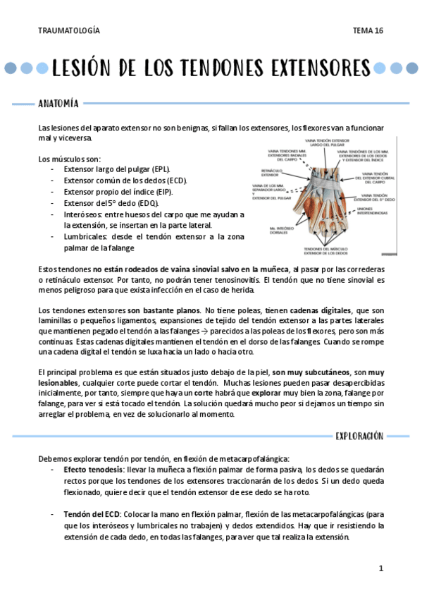 Miniatura del documento LESION-DE-LOS-TENDONES-EXTENSORES-T16.pdf