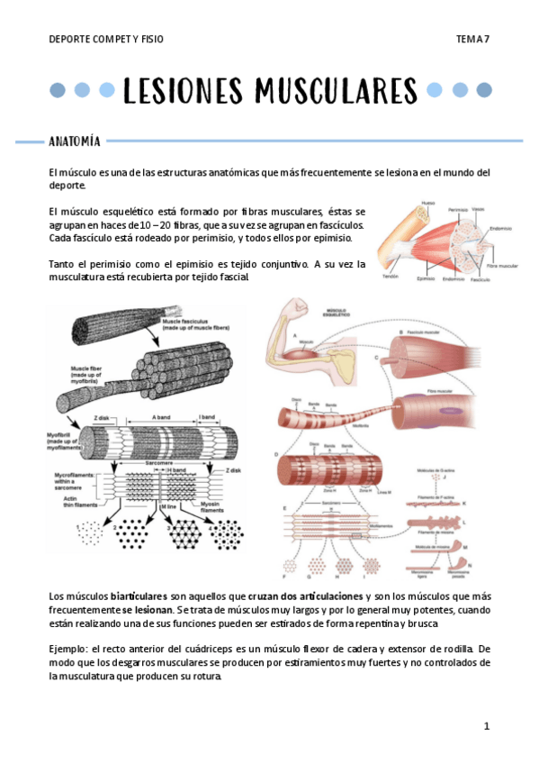 Miniatura del documento LESIONES-MUSCULARES-T7.pdf