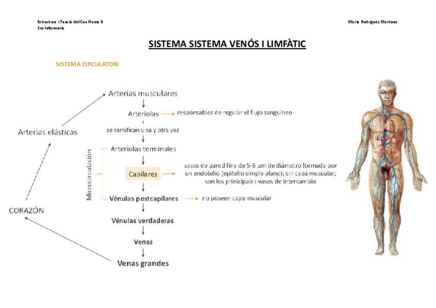 Miniatura del documento Bloc-I-T1.c.-Aparell-cardiovascular-RESUM-Sistema-venos-i-Sistema-limfatic.pdf