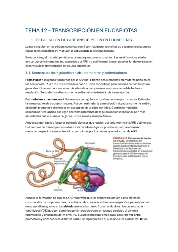 Miniatura del documento TEMA-12-TRANSCRIPCION-EN-EUCARIOTAS.pdf