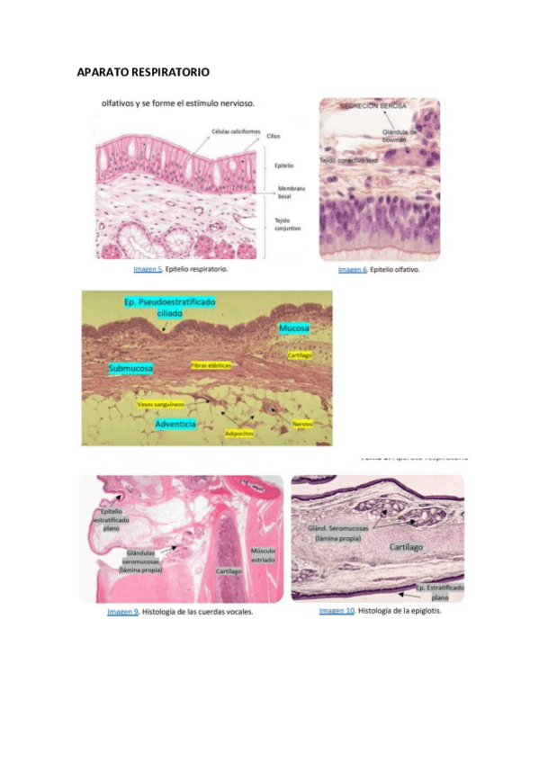 Miniatura del documento IMAGENES-TEMAS-CITOLOGIA-GENERAL.pdf