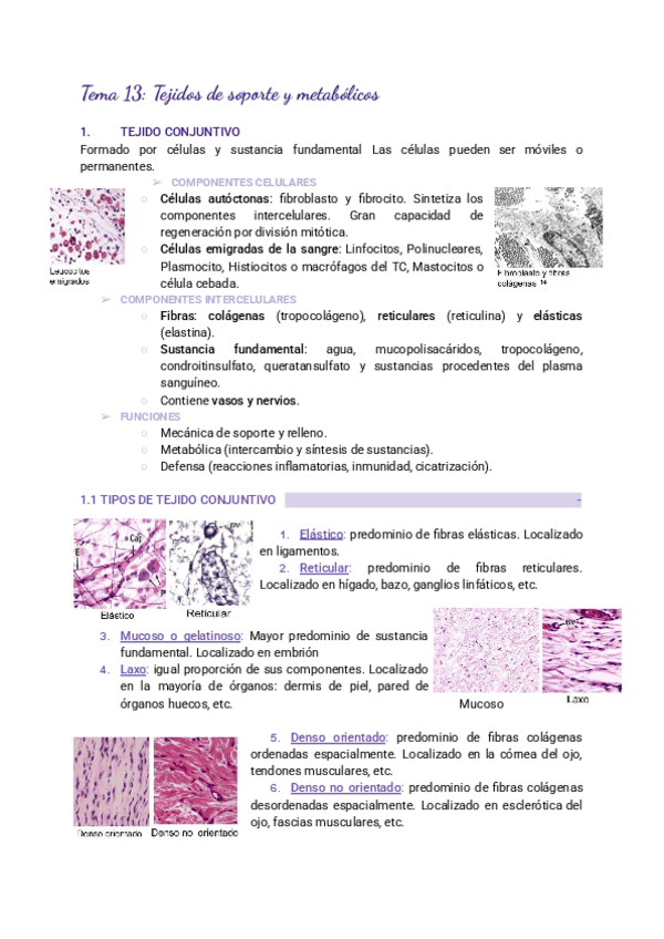 Miniatura del documento Tema-13-Tejidos-de-soporte-y-metabolicos.pdf