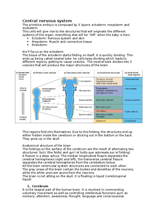 Miniatura del documento Central-nervous-system.docx