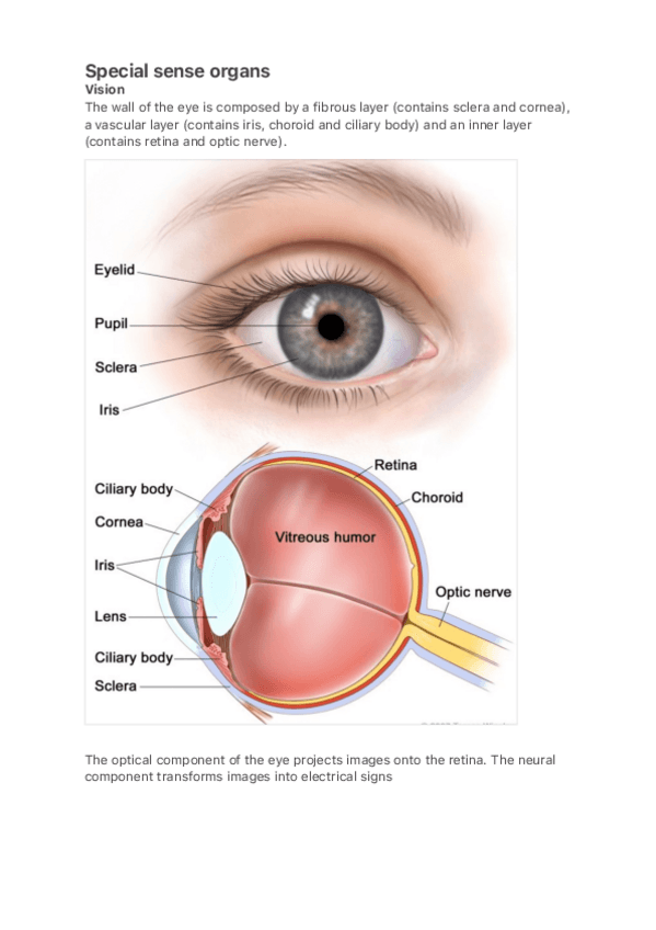 Miniatura del documento Special-sense-organs.pdf