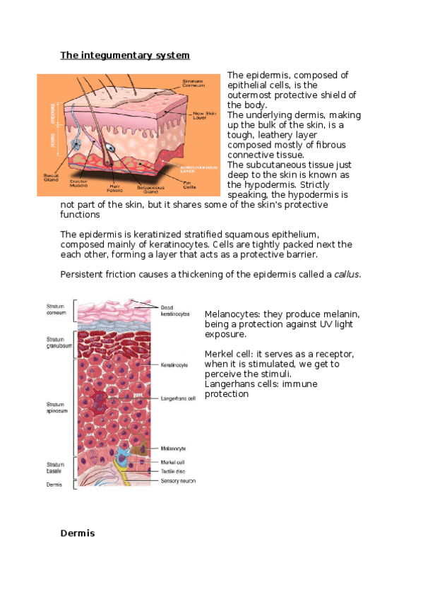 Miniatura del documento The-integumentary-system.docx