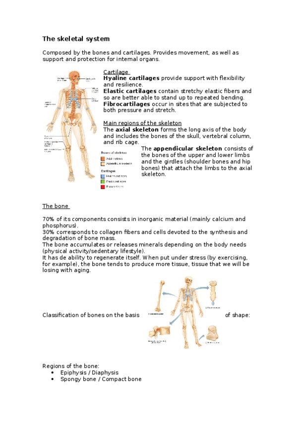 Miniatura del documento The-skeletal-system.docx