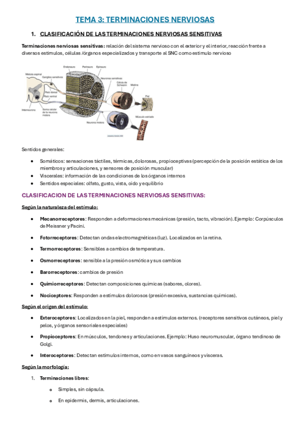 Miniatura del documento TEMA-3-TERMINACIONES-NERVIOSAS.pdf