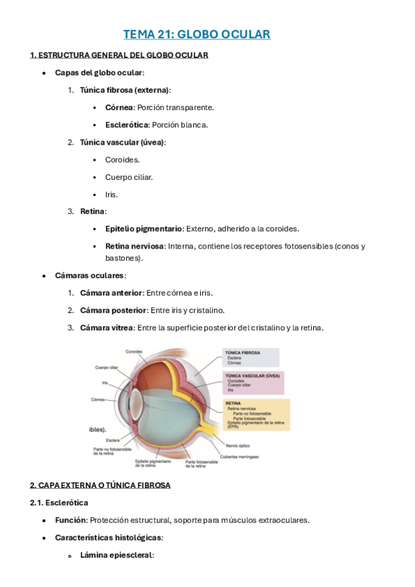 Miniatura del documento TEMA-21-y-22-ojo-y-oido.pdf