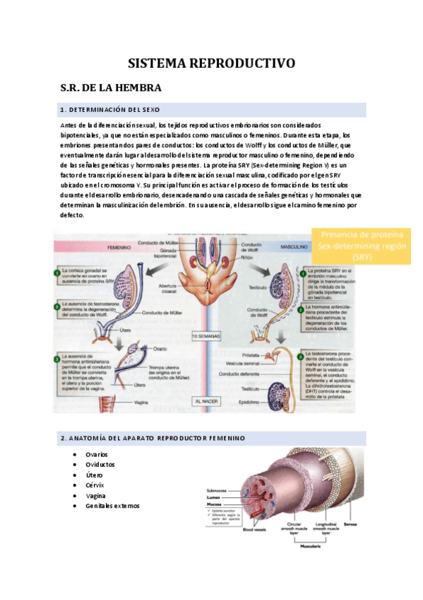 Miniatura del documento SISTEMA-REPRODUCTIVO.pdf