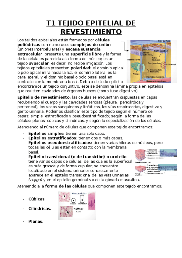 Miniatura del documento Epitelial de revestimiento.docx