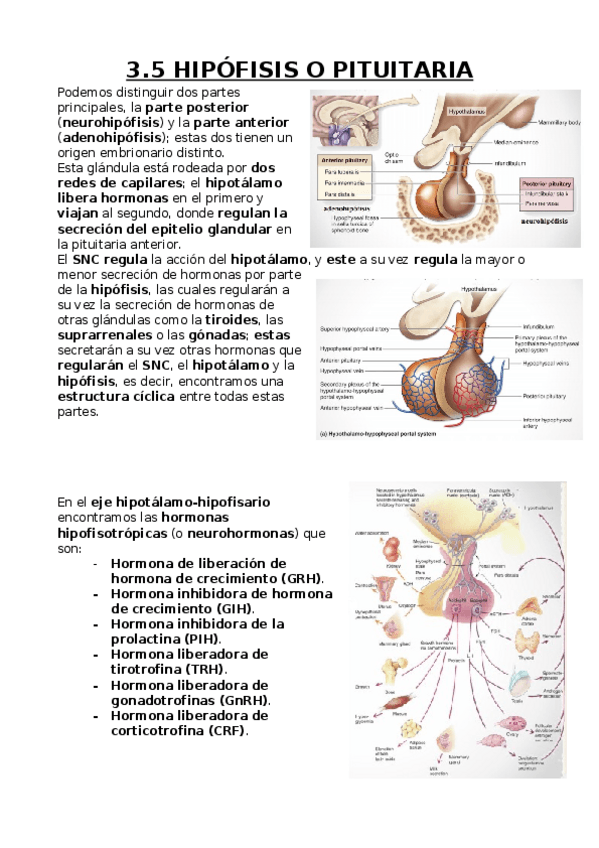 Miniatura del documento Hipófisis o Pituitaria.docx