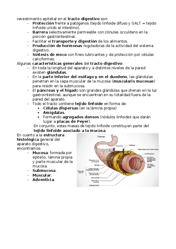 Miniatura del documento Esófago y Estómago.docx